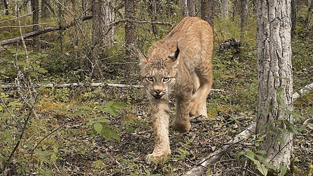A lynx walks through the boreal forest