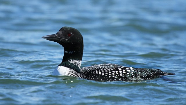 A common loon on the water