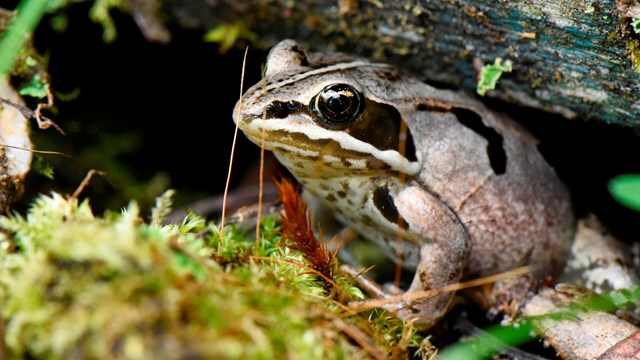 A wood frog in moss