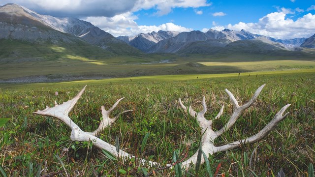 Caribou antler on tundra in mountain river valley