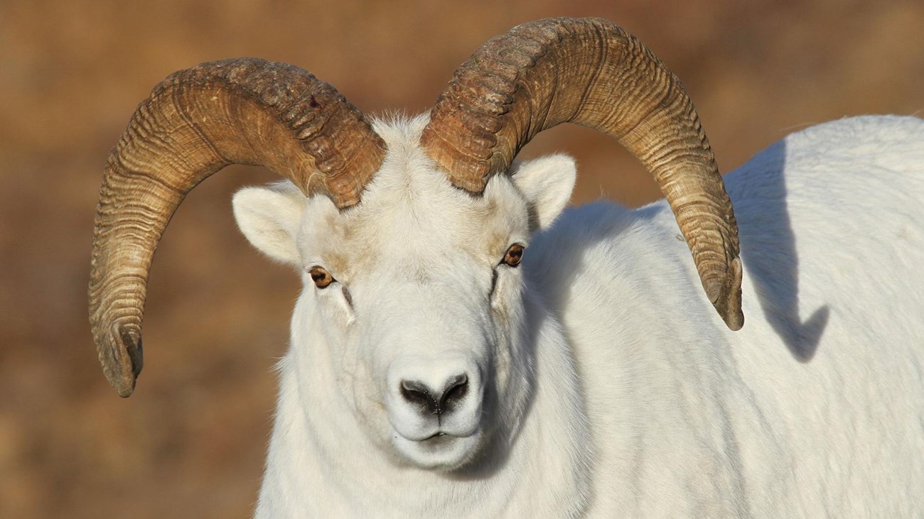 Close-up of a Dall's sheep ram
