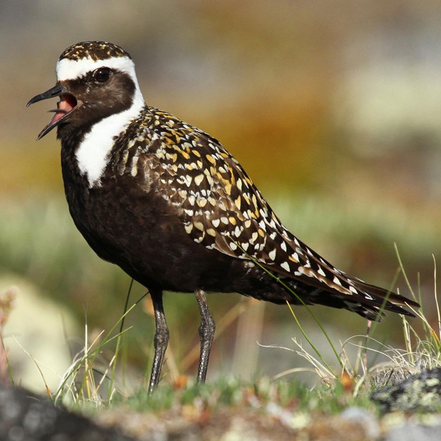 a medium sized shorebird with a black belly, golden mottled back, and white neckline and headband