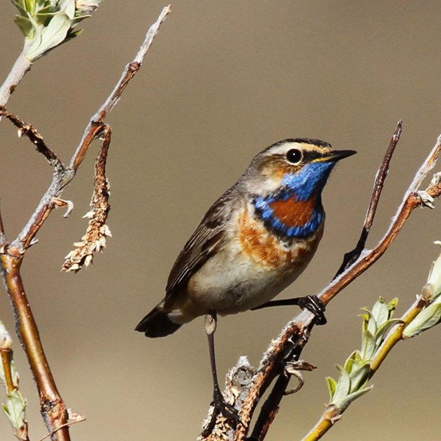 a small songbird with striking blue feathers on its throat perches in a willow