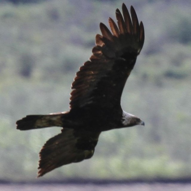 A golden eagle in flight.