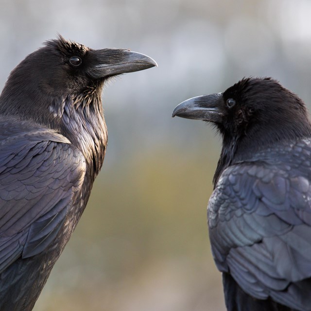 A pair of ebony common ravens.