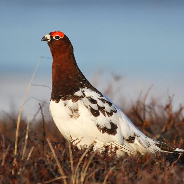 Willow Ptarmigan male after its spring molt before he acquires the all-brown plumage during summer