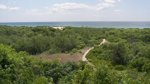 Path leading down to ocean surrounded by trees