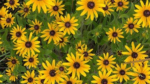 Field of Black-eyed susans. The flower has yellow petals and a black center (or eye).