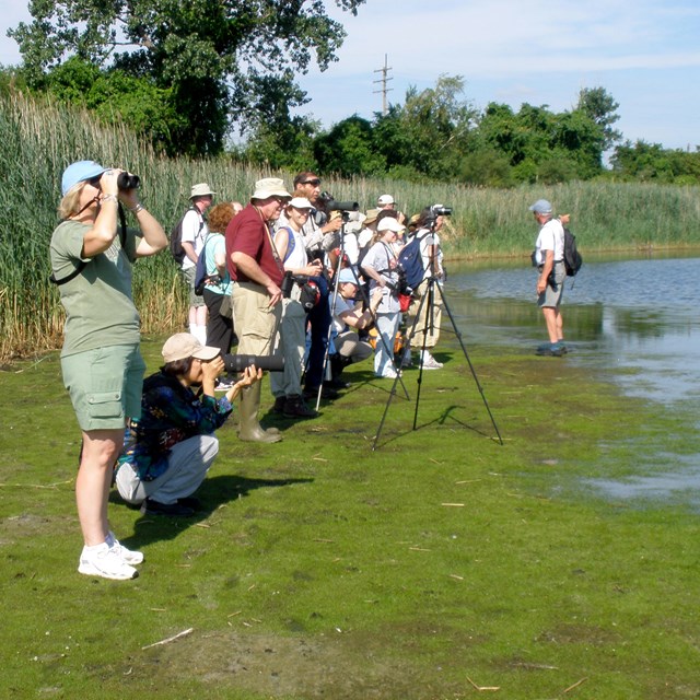 Group of people at watching birds at the Jamaica Bay shorebird festival 