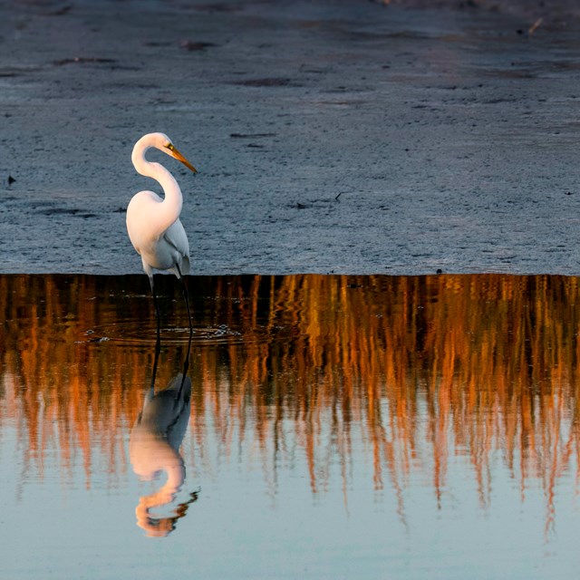 Egret looking at reflection in water