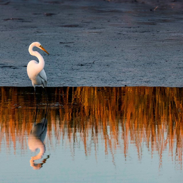 Egret and Reflection in water