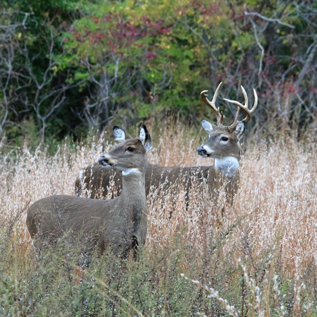 Deer in a field