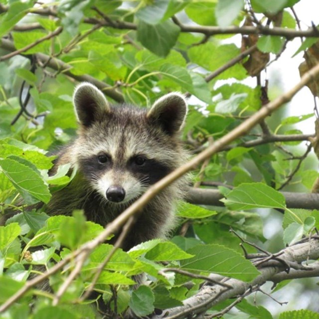 Raccoon in tree