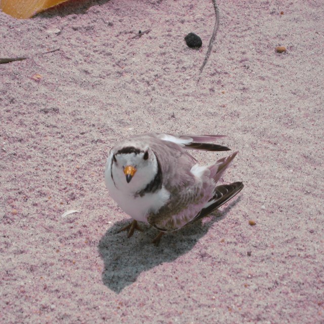 Close up of a piping plover on a beach