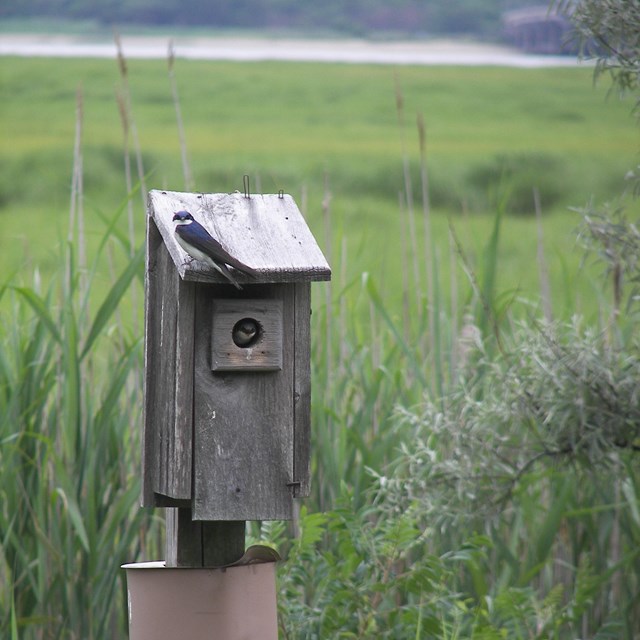 Tree Swallow perched on a bird box