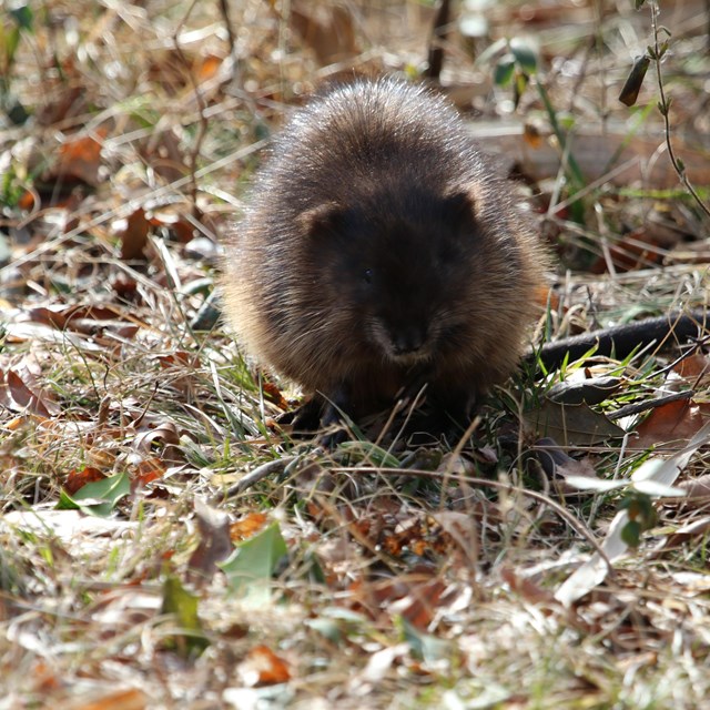 Muskrat in leaves