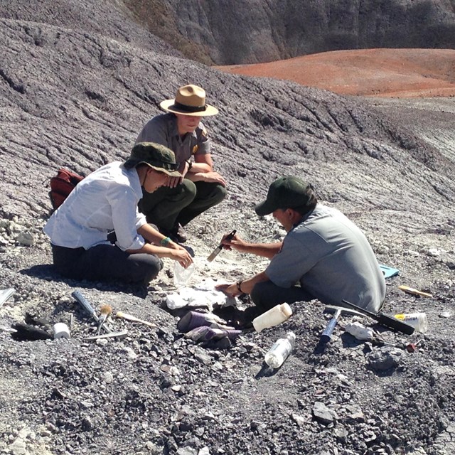people working in a fossil quarry