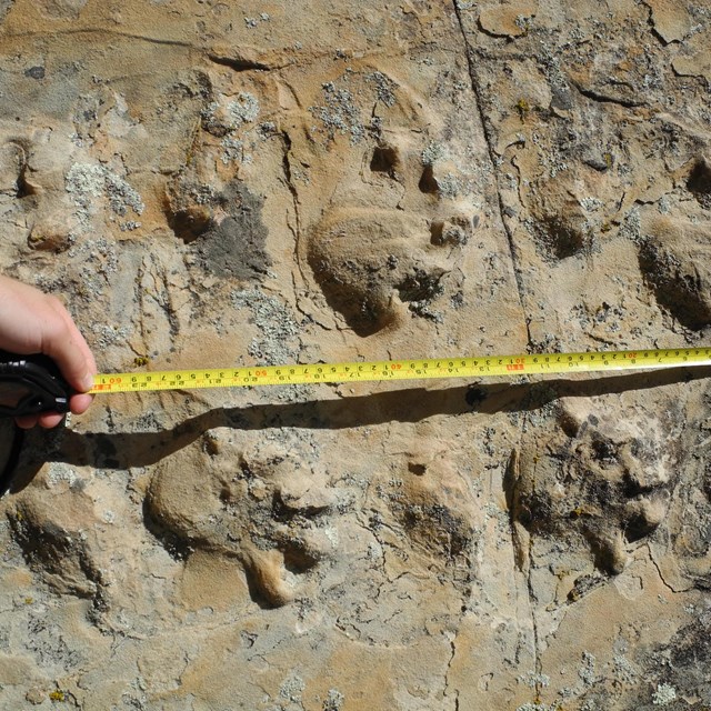 fossil trackway