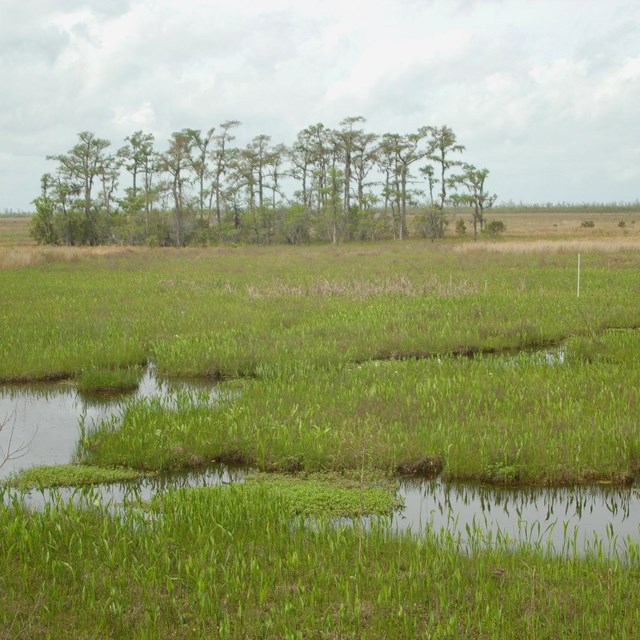 wetlands with open water