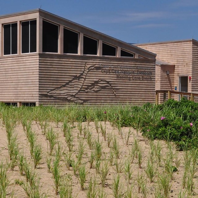 building on beach with grass plugs planted on sand
