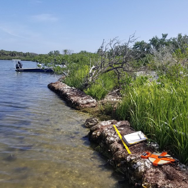 Planted mangrove and oyster beds helping to stabilize the coast