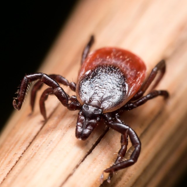 A close up picture of a deer tick on a small wooden stick.