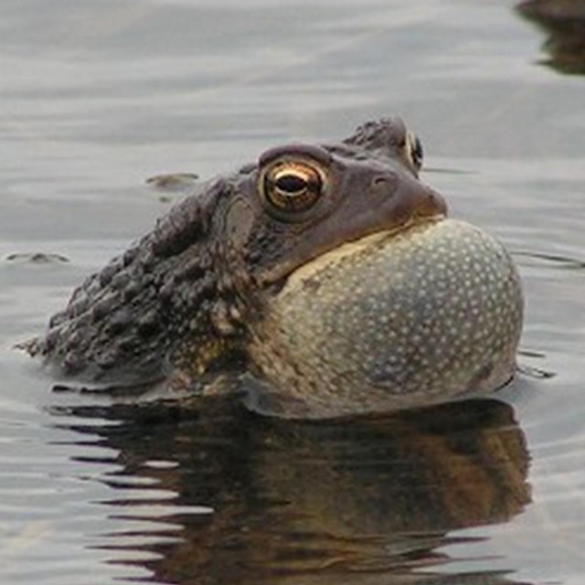 An American toad calling in shallow water.