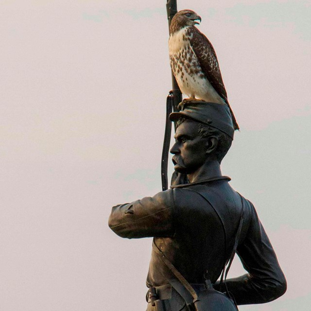 Statue of a soldier holding a rifle with a red-tailed hawk on its head.