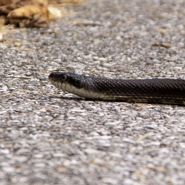 A brown snake crossing a road.