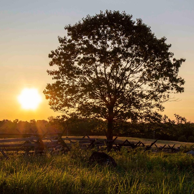 A silhouette of a tree at sunset on the battlefield of Gettysburg National Military Park.