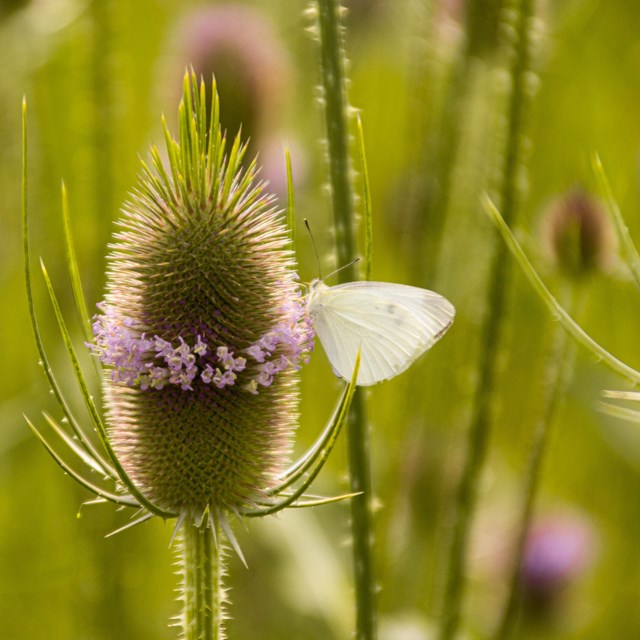 Butterfly on a spiked flower.