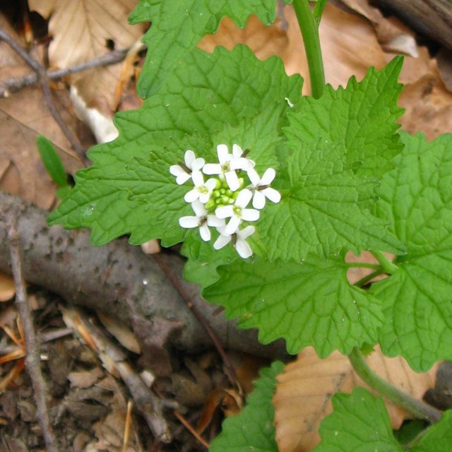 Leafy shrub with flowers 