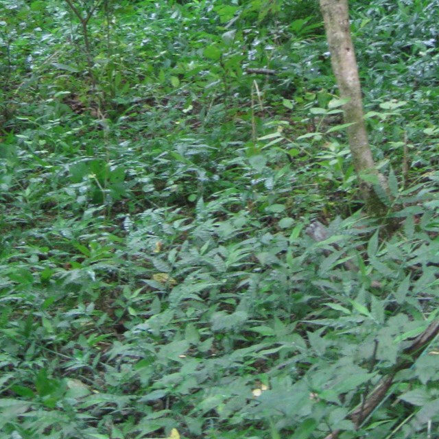 Foret floor covered by leafy foliage