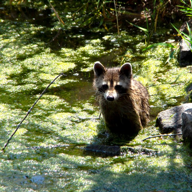 Baby raccoon in a creek with green foliage behind it.