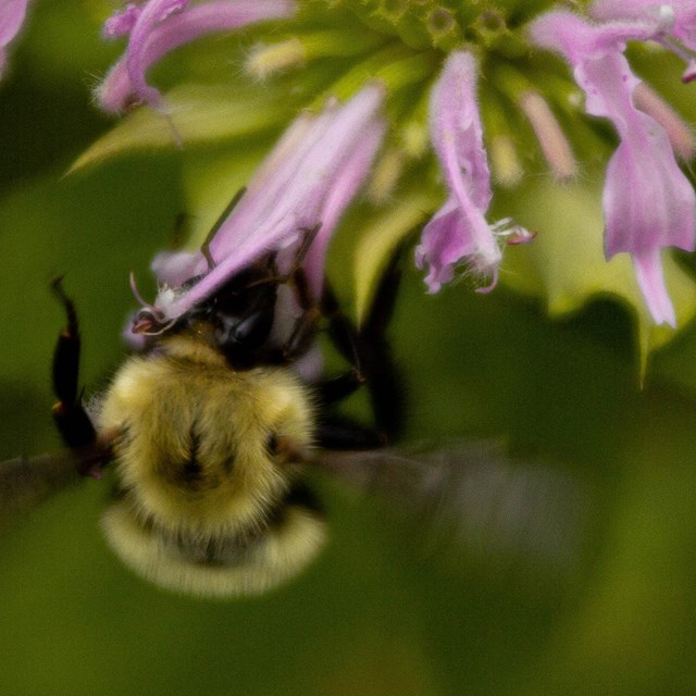 A bumblebee on the side of a purple flower.