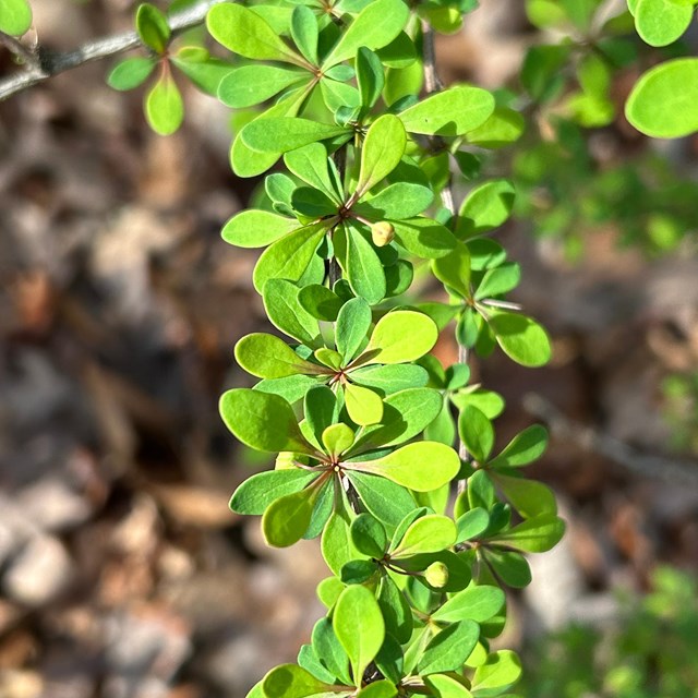 Round leafy bush in a forest