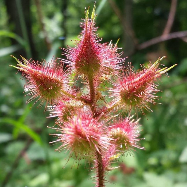 Budding plant in woodland