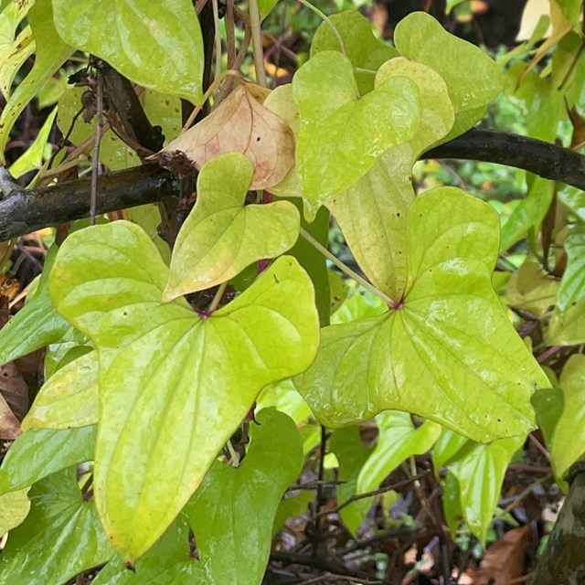 large leafy palnt
