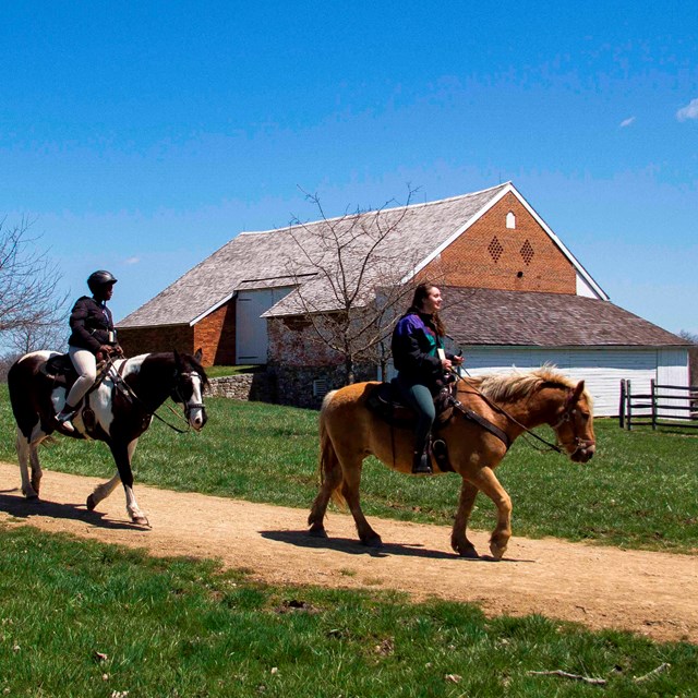 Three horses with riders walk down a yellow gravel trail past a red brick barn in the background.