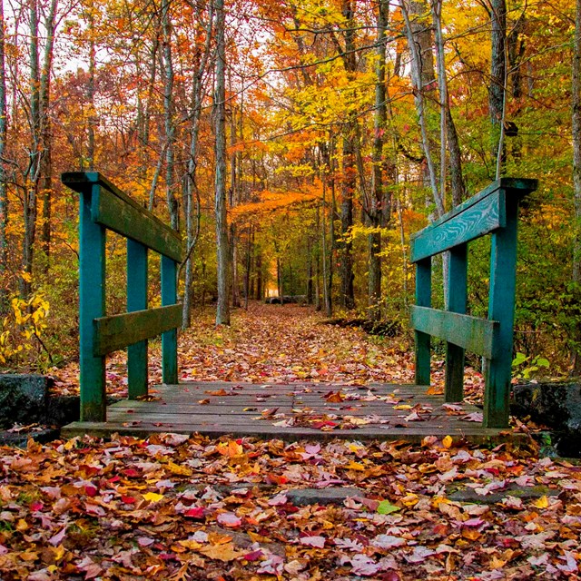 A bridge with orange leafy trees in the background.
