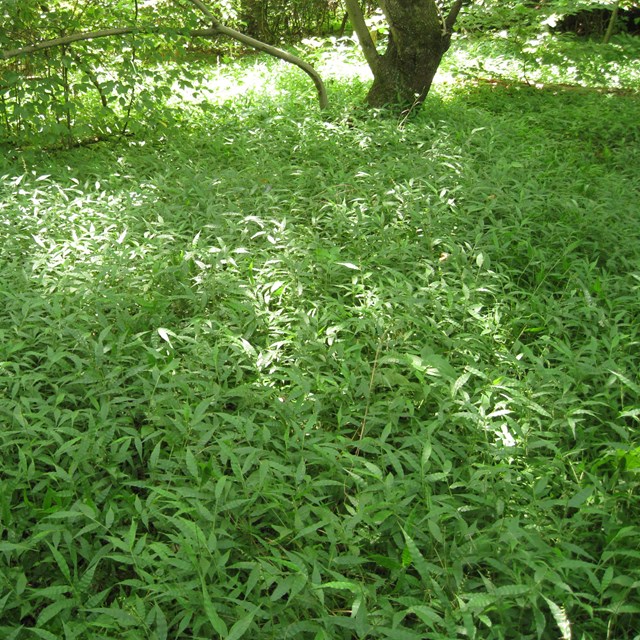 A layer of invasive green grasses choke out all other ground cover across a forest floor.