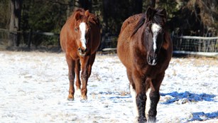 Two horses in the snow in the pasture