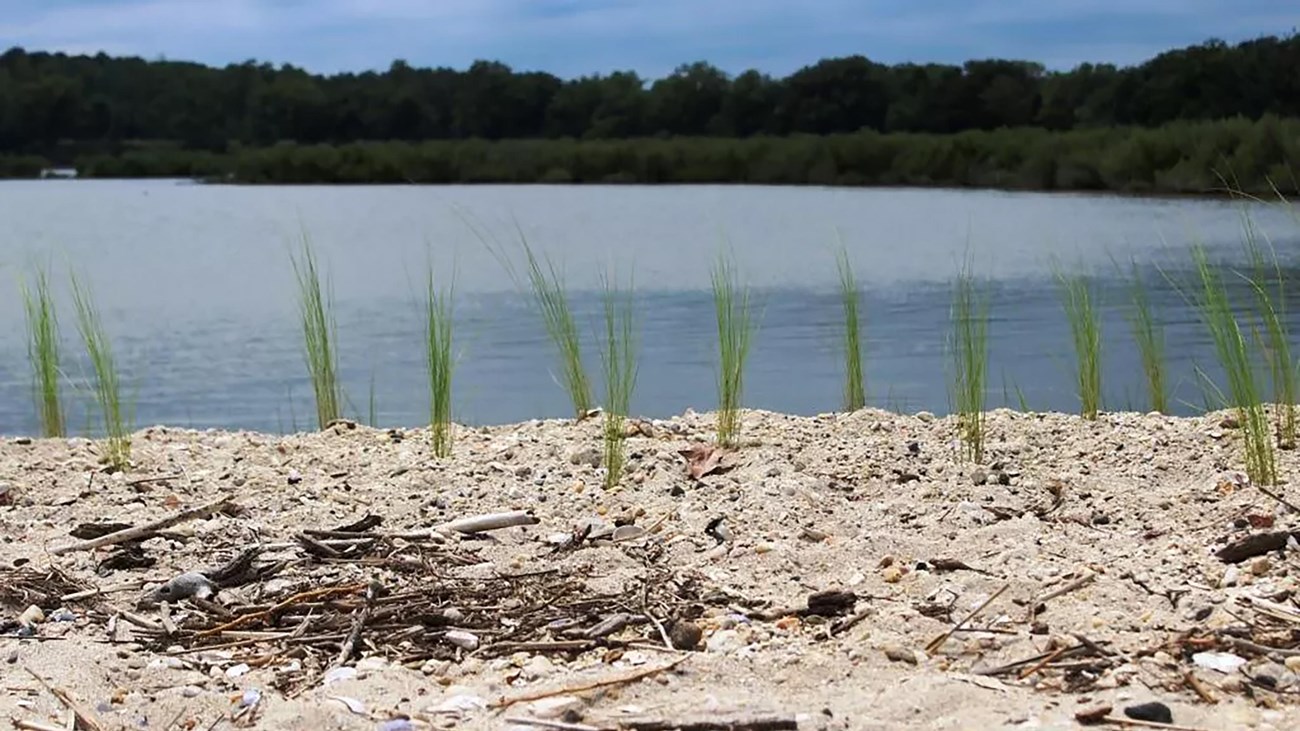 Sandy shoreline with green grass poking out of sand with water in background