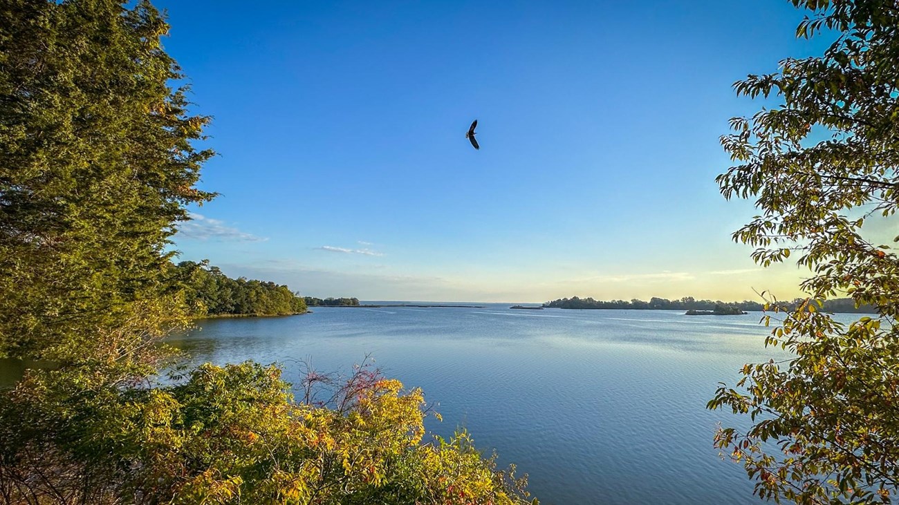 An osprey flies over Popes Creek