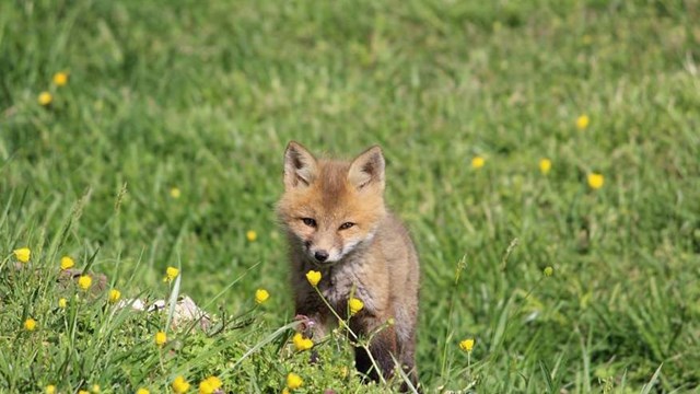 Animals