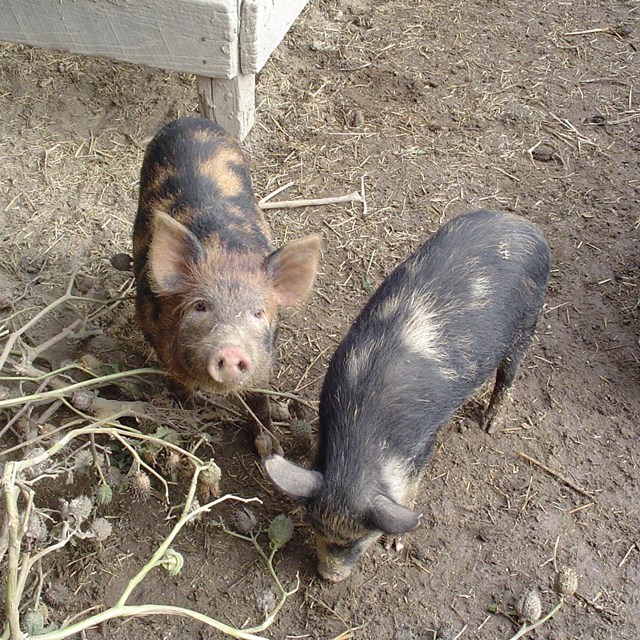 Heritage Breed Livestock- Ossabaw Hogs