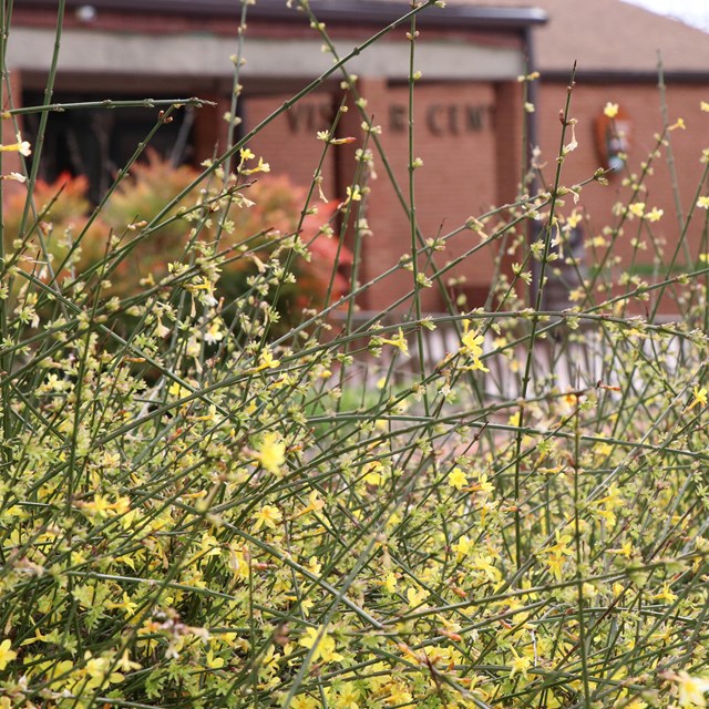 yellow flowers blooming in front of the visitor center