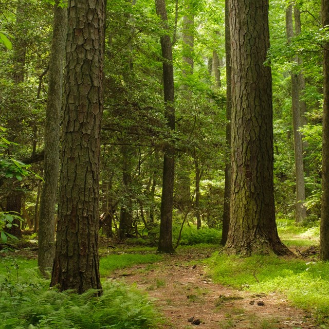 A dirt path leads into a forested area with lush green grass and leaves providing shade.