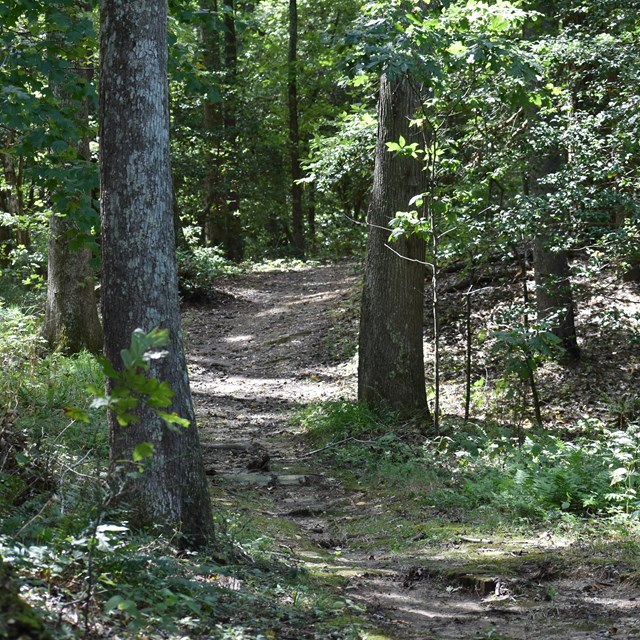 Nature Trail surrounded by vegetation - shows slight incline with rugged terrain