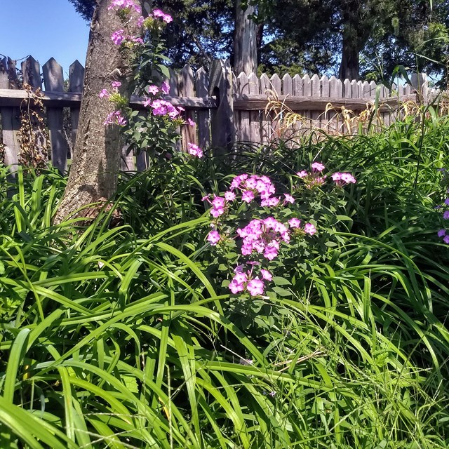 Nature at the Birthplace